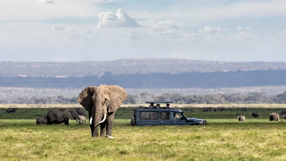 safari adventure with elephants and vehicle